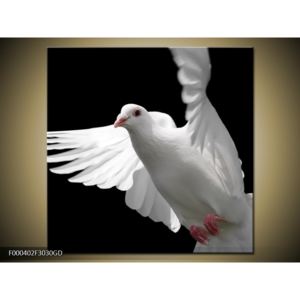 Obraz holubičky (F000402F3030GD)