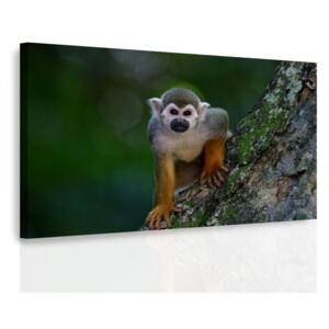 Obraz opička + háčky, hřebíčky, čistící hadřík ZDARMA Velikost (šířka x výška): 90x60 cm