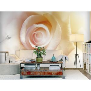 Fototapeta květ růže + lepidlo ZDARMA Velikost (šířka x výška): 150x105 cm