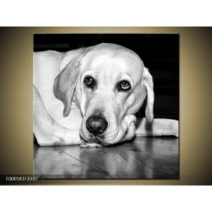 Obraz psa - labrador (F000583F3030)