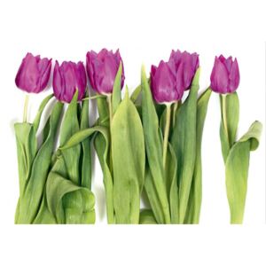 Fototapeta AG Růžové tulipány FTNS-2463 | 360x270 cm
