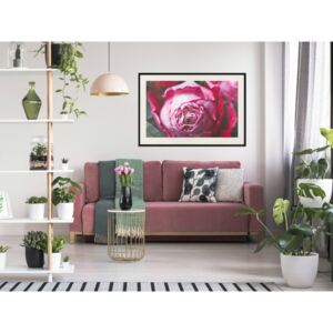 Plakát v rámu - Kvetoucí růže - Blooming Rose 30x20 Černý rám s passe-partout