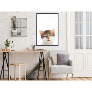 Plakát v rámu - Legrační kotě - Funny Kitten 20x30 Černý rám