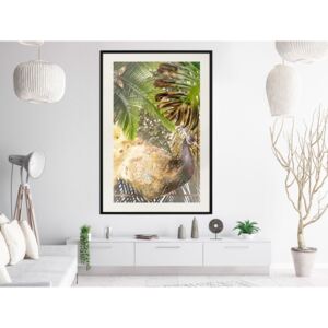 Plakát v rámu - Pohádkový páv v džungli - Fairy-Tale Peacock in the Jungle 20x30 Černý rám s passe-partout