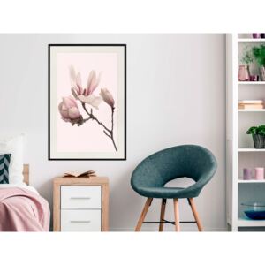 Plakát v rámu - Kvetoucí magnólie II - Blooming Magnolias II 40x60 Černý rám s passe-partout
