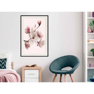 Plakát v rámu - Kvetoucí magnólie I - Blooming Magnolias I 20x30 Černý rám s passe-partout