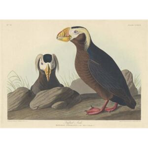 Obraz, Reprodukce - Tufted Auk, 1835, John James (after) Audubon