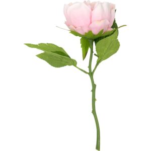 Květ Pioni - růžová