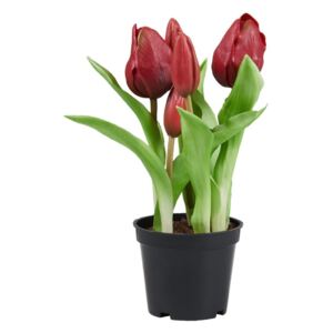 Butlers FLORISTA Tulipány "Real Touch" v květináči - červená