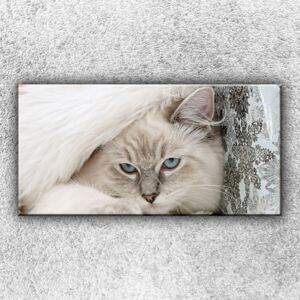 Modrooká kočka (100 x 50 cm) - Jednodílný obraz