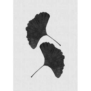 Ilustrace Ginkgo Leaf Black & White II, Orara Studio