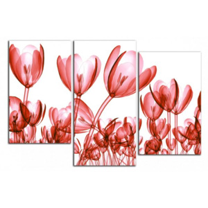 Červené tulipány C4296DO