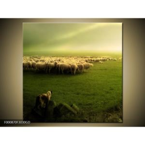 Obraz stáda ovcí (F000870F3030GD)