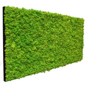 Bemoss mechový obraz Lišejník - zelený (černý rám) Velikost: 60 x 60 cm