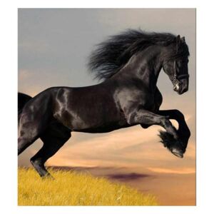 Vliesové fototapety na zeď Černý kůň | MS-3-0228 | 225x250 cm