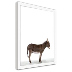 CARO Obraz v rámu - A Donkey 40x50 cm Bílá