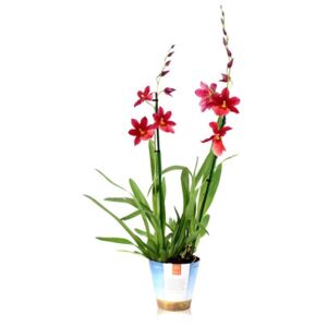 Cambria Nelly Isler - ø12cm