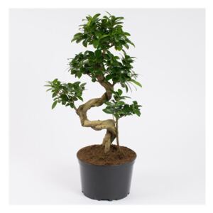 Ficus Ginseng S-shape - ø22cm