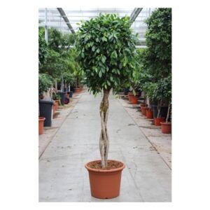 Ficus nitida braided standard - ø55cm