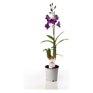 Dendrobium Sa-Nook Purple Happiness - ø11cm