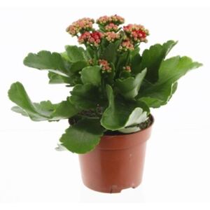 Kalanchoe Perfecta Red - ø12cm