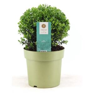 Ilex crenata glory gem - ø26cm