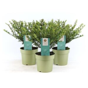 Ilex crenata glory gem - ø17cm