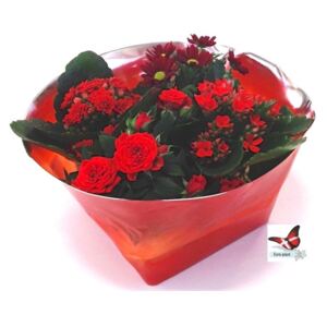 Plant box red 4 varieties - ø6cm