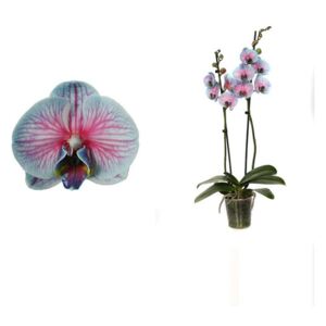 Phalaenopsis Royal bubblegum - ø12cm