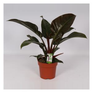 Philodendron Imperial Red - ø27cm