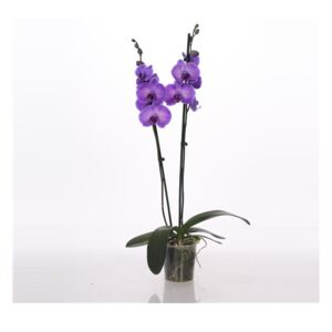 Phalaenopsis Royal purple heart - ø12cm