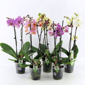 Phalaenopsis mix special - ø12cm