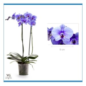 Phalaenopsis Royal purple - ø12cm