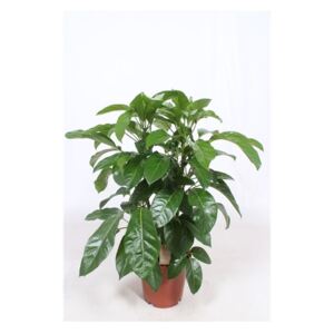 Schefflera actinophylla - ø24cm