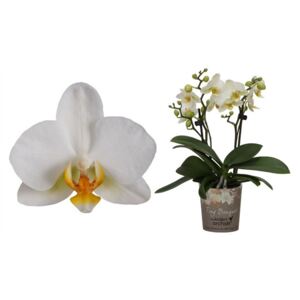 Phalaenopsis mf. Bouquet white - ø9cm