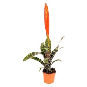 Vriesea Era - ø12cm