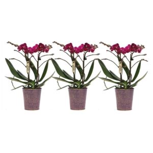 Phalaenopsis mf. purple (+ drp.Zinc violet) - ø9cm