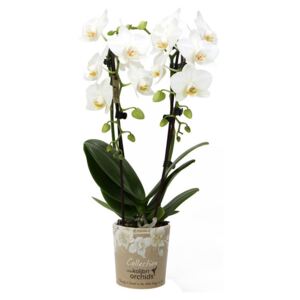 Phalaenopsis white cascade - ø9cm