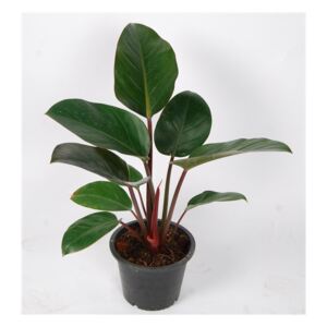 Philodendron Red Congo - ø19cm