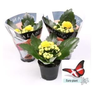 Kalanchoe double yellow - ø6cm