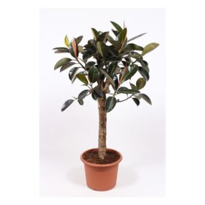 Ficus elastica burgundy - ø40cm