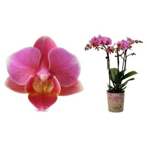 Phalaenopsis mf. Luzern - ø9cm