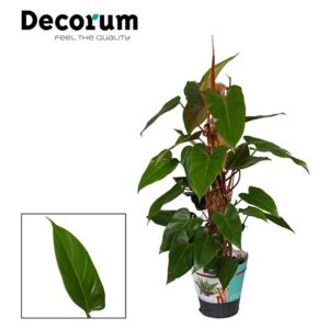 Philodendron Red Emerald - ø19cm