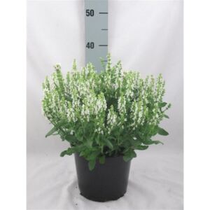 Salvia nem. Sensation White - ø19cm