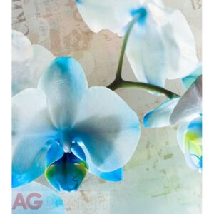 Fototapeta AG Blue flower FTNXL-2518 | 180x202 cm