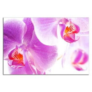 Orchideje C4042AO