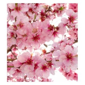 Vliesové fototapety na zeď Květy jabloní | MS-3-0108 | 225x250 cm