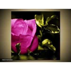 Obraz růžové růže na hladině (30x30 cm)