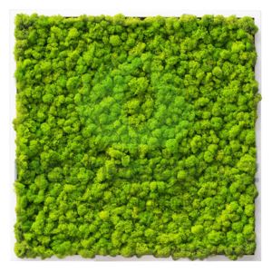 Mechdekor Obraz 56x56cm Finský Sobí mech světle zelený POLARMOSS (premium) v tenkém bílém rámů