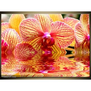 Obraz květu orchideje (F000297F7050)